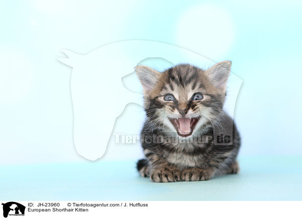 Europisch Kurzhaar Ktzchen / European Shorthair Kitten / JH-23960