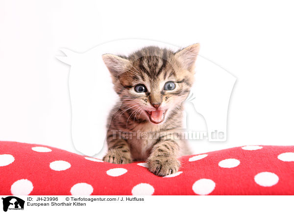 Europisch Kurzhaar Ktzchen / European Shorthair Kitten / JH-23996