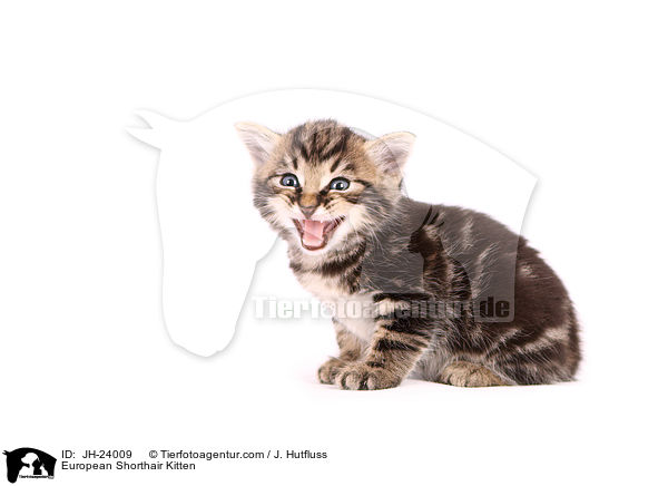 European Shorthair Kitten / JH-24009