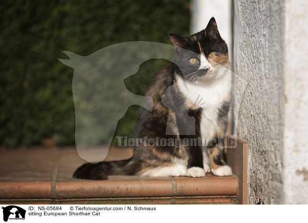 sitzende Europisch Kurzhaar Katze / sitting European Shorthair Cat / NS-05684