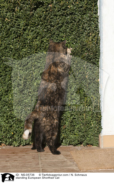 stehende Europisch Kurzhaar Katze / standing European Shorthair Cat / NS-05736