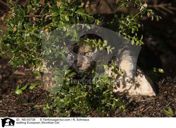 laufende Europisch Kurzhaar Katze / walking European Shorthair Cat / NS-05738