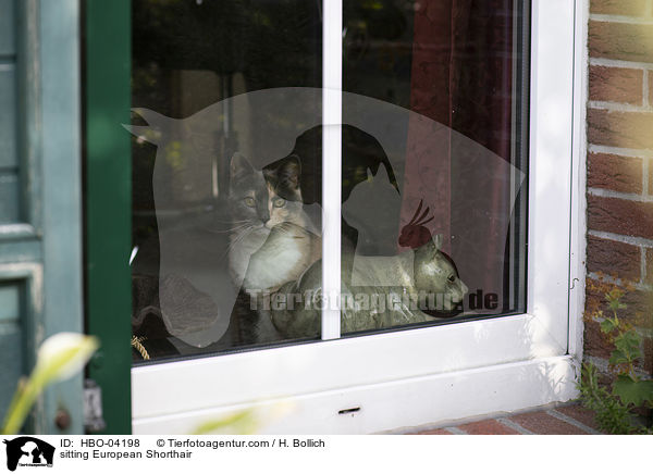 sitzende Europisch Kurzhaar / sitting European Shorthair / HBO-04198