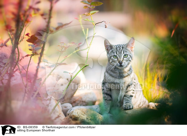 sitzende Europisch Kurzhaar / sitting European Shorthair / BS-08359