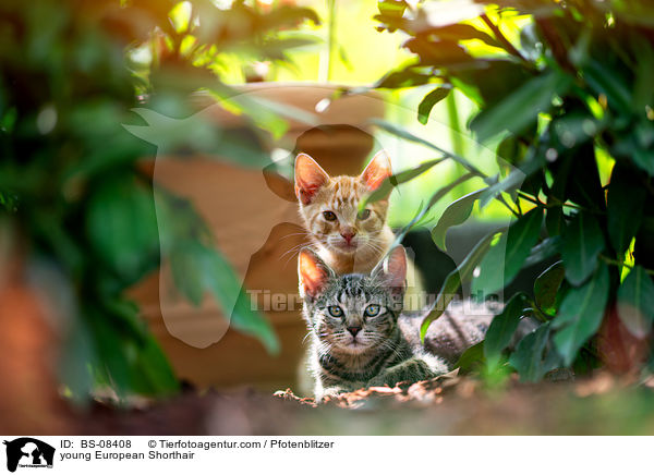 junge Europisch Kurzhaar / young European Shorthair / BS-08408