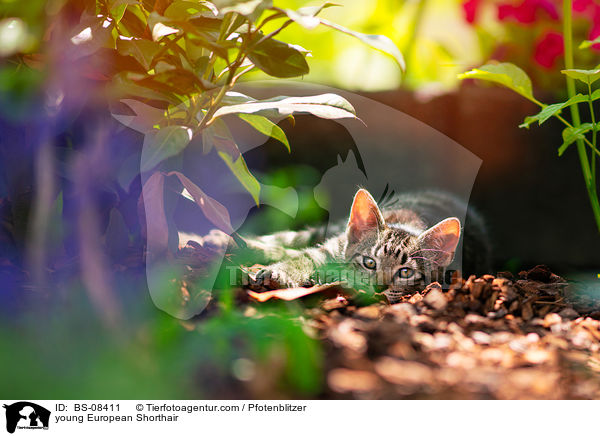 young European Shorthair / BS-08411