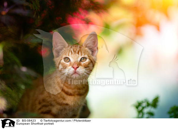 Europisch Kurzhaar Portrait / European Shorthair portrait / BS-08423