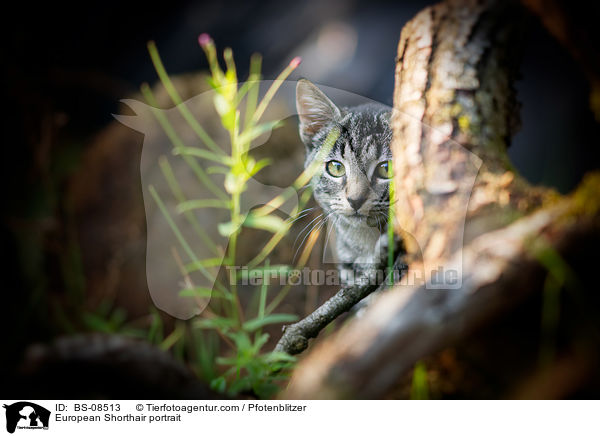 Europisch Kurzhaar Portrait / European Shorthair portrait / BS-08513