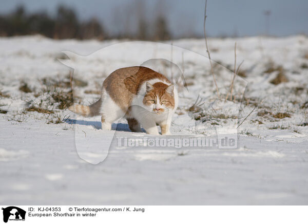 Europisch Kurzhaar im Winter / European Shorthair in winter / KJ-04353