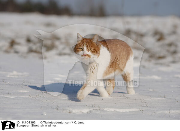 Europisch Kurzhaar im Winter / European Shorthair in winter / KJ-04363