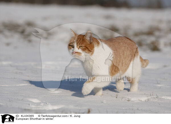 Europisch Kurzhaar im Winter / European Shorthair in winter / KJ-04365