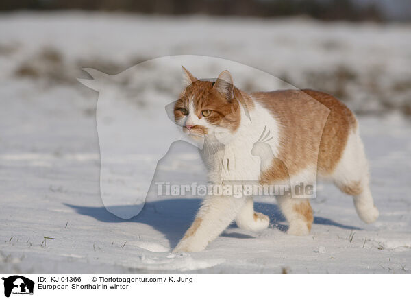 Europisch Kurzhaar im Winter / European Shorthair in winter / KJ-04366