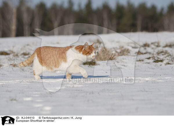 Europisch Kurzhaar im Winter / European Shorthair in winter / KJ-04410