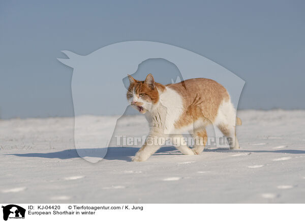 Europisch Kurzhaar im Winter / European Shorthair in winter / KJ-04420