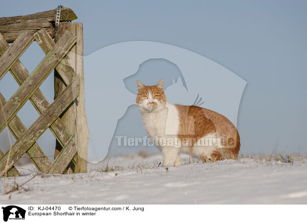 European Shorthair in winter / KJ-04470