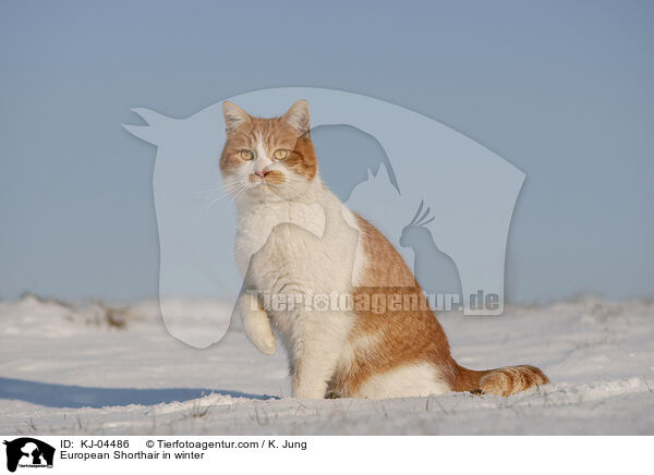 Europisch Kurzhaar im Winter / European Shorthair in winter / KJ-04486