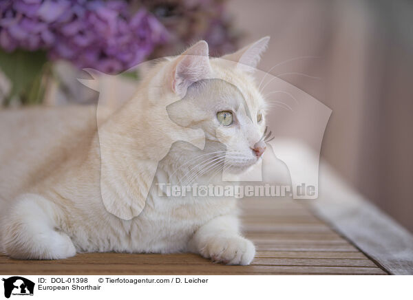 Europisch Kurzhaar / European Shorthair / DOL-01398