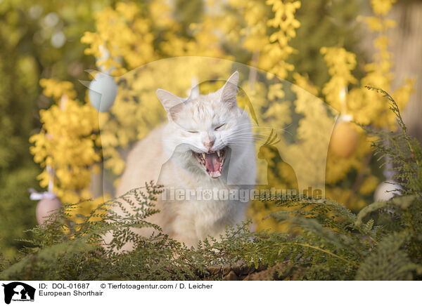 Europisch Kurzhaar / European Shorthair / DOL-01687