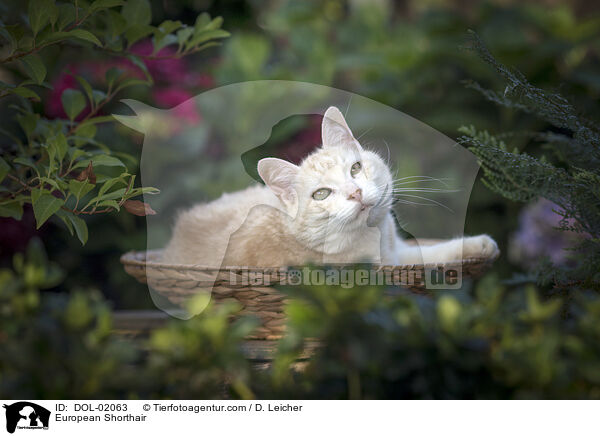 Europisch Kurzhaar / European Shorthair / DOL-02063