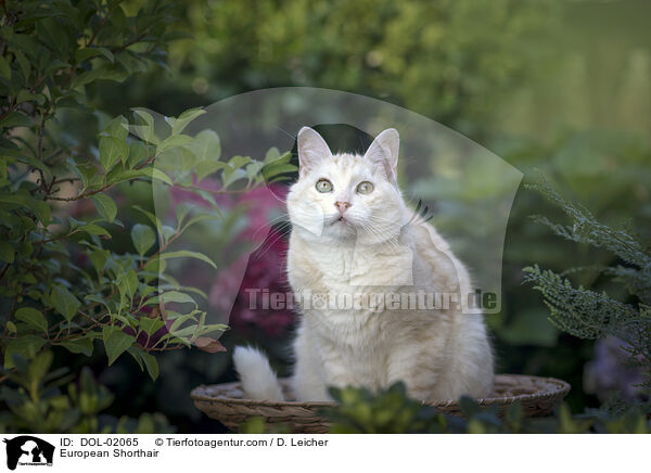 Europisch Kurzhaar / European Shorthair / DOL-02065