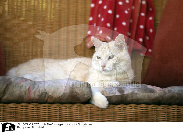 Europisch Kurzhaar / European Shorthair / DOL-02077