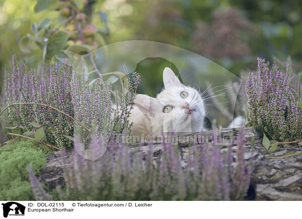 Europisch Kurzhaar / European Shorthair / DOL-02115