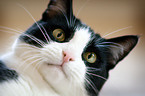 domestic cat portrait