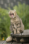 yawning European Shorthair