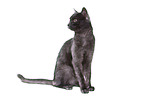 sitting European Shorthair tomcat