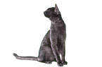 sitting European Shorthair tomcat