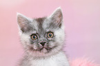 European Shorthair Kitten Portrait