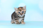 European Shorthair Kitten