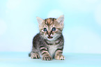 European Shorthair Kitten