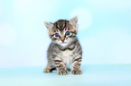 European Shorthair Kitten