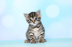 European Shorthair Kitten