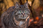 European Shorthair Cat