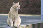 sitting European Shorthair