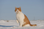 European Shorthair in winter