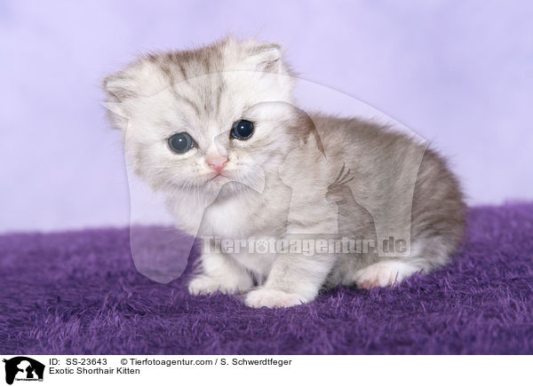 Exotic Shorthair Ktzchen / Exotic Shorthair Kitten / SS-23643