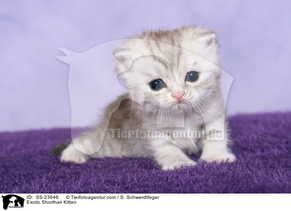 Exotic Shorthair Ktzchen / Exotic Shorthair Kitten / SS-23646