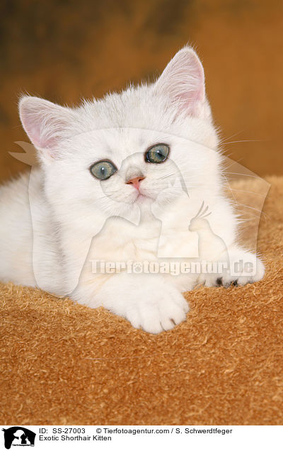 Exotic Shorthair Ktzchen / Exotic Shorthair Kitten / SS-27003