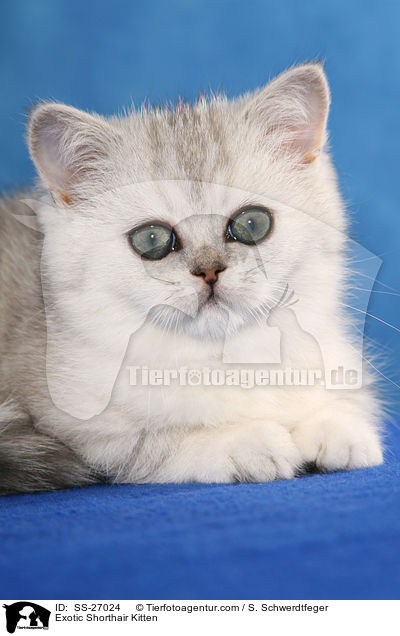 Exotic Shorthair Ktzchen / Exotic Shorthair Kitten / SS-27024