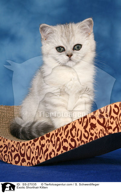 Exotic Shorthair Ktzchen / Exotic Shorthair Kitten / SS-27035