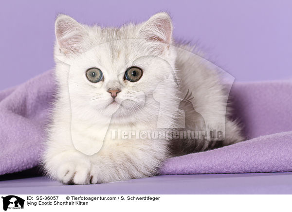 liegendes Exotic Shorthair Ktzchen / lying Exotic Shorthair Kitten / SS-36057