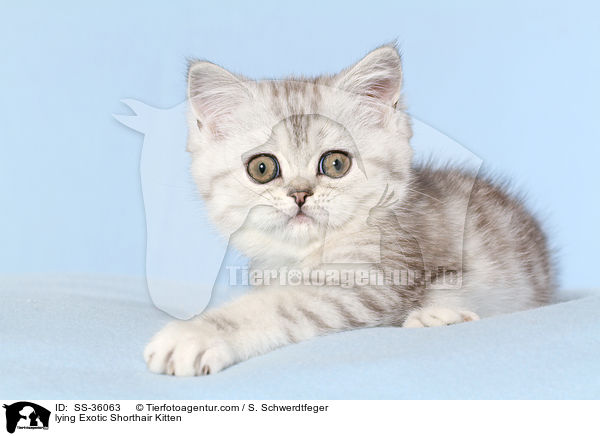 liegendes Exotic Shorthair Ktzchen / lying Exotic Shorthair Kitten / SS-36063