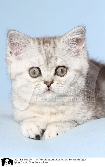 liegendes Exotic Shorthair Ktzchen / lying Exotic Shorthair Kitten / SS-36065