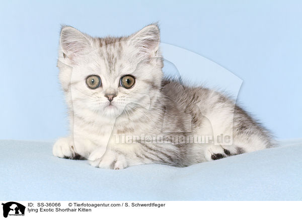 liegendes Exotic Shorthair Ktzchen / lying Exotic Shorthair Kitten / SS-36066