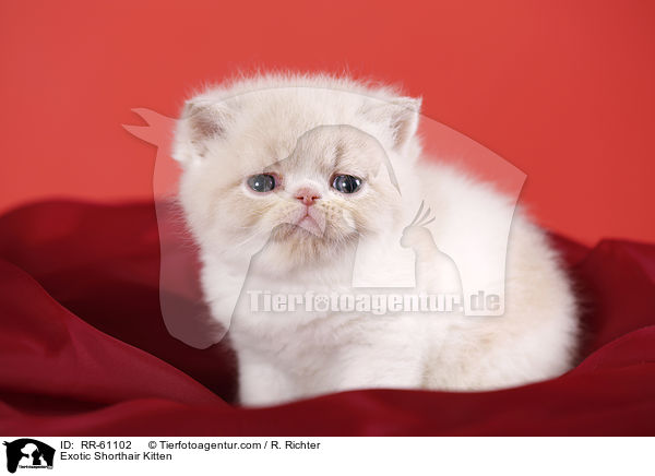 Exotic Shorthair Ktzchen / Exotic Shorthair Kitten / RR-61102