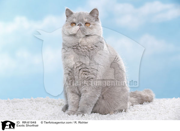 Exotic Shorthair / Exotic Shorthair / RR-81948