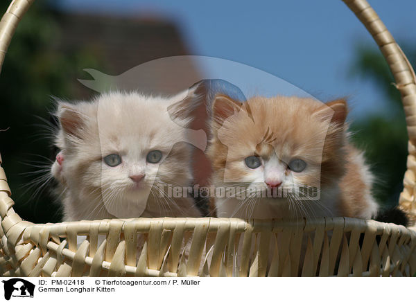 Deutsch Langhaar Ktzchen / German Longhair Kitten / PM-02418